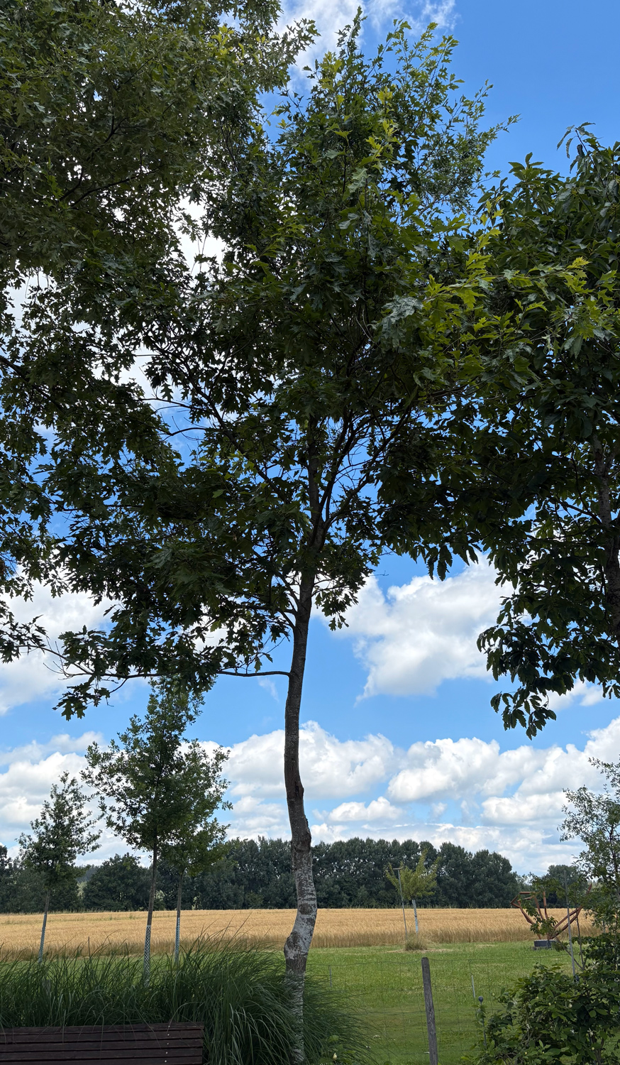 montana Quercus