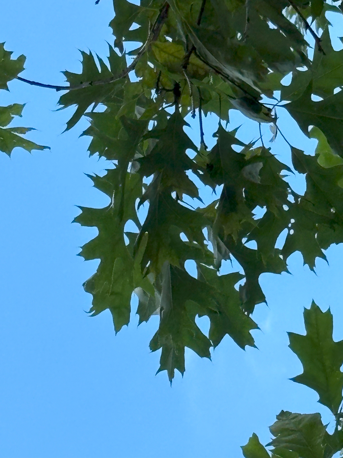 Quercus montana - Kammlach, Höllberg 14 - Juni 2025
