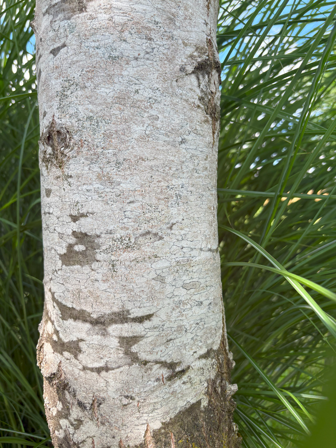 Quercus montana - Kammlach, Höllberg 14 - Juni 2025