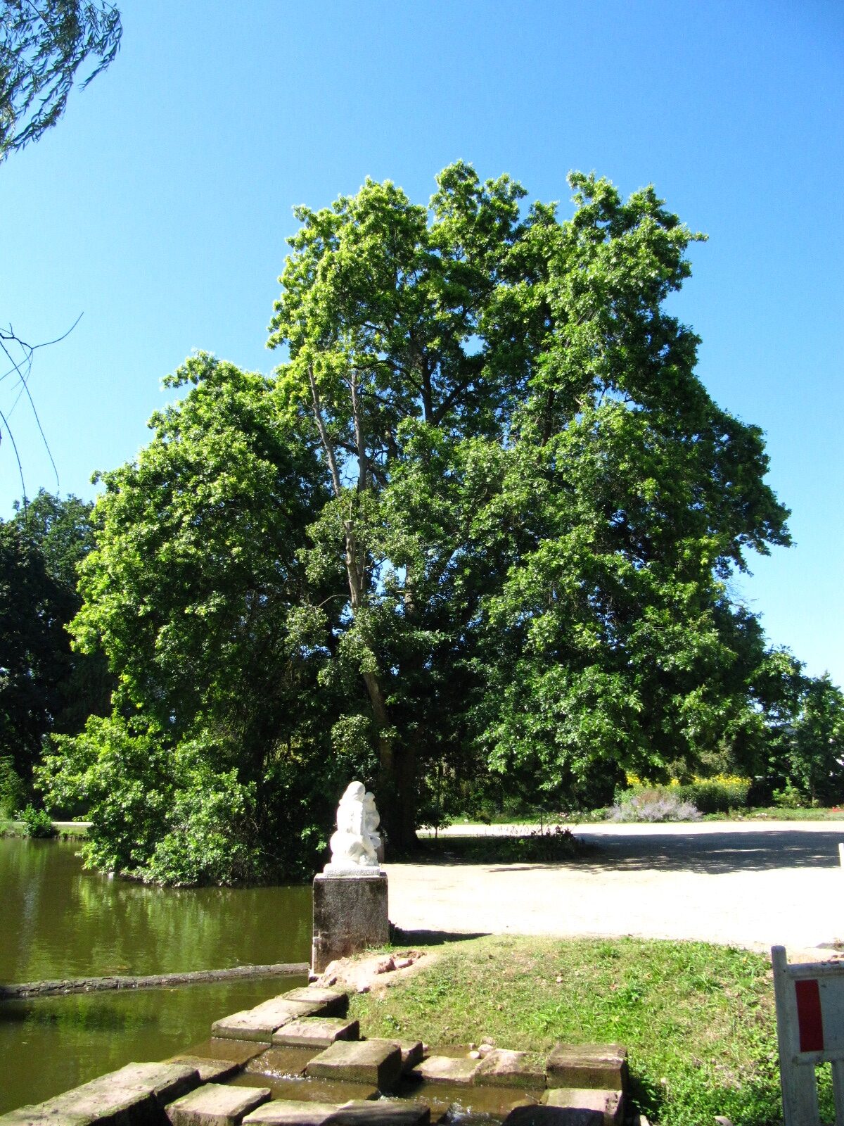 palustris Quercus