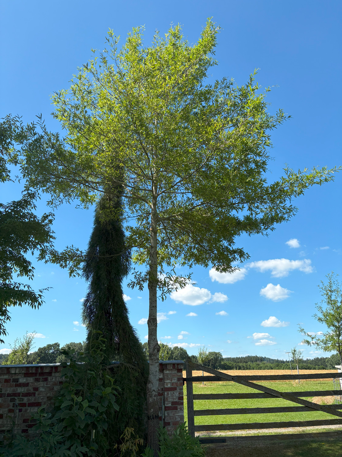 phellos Quercus