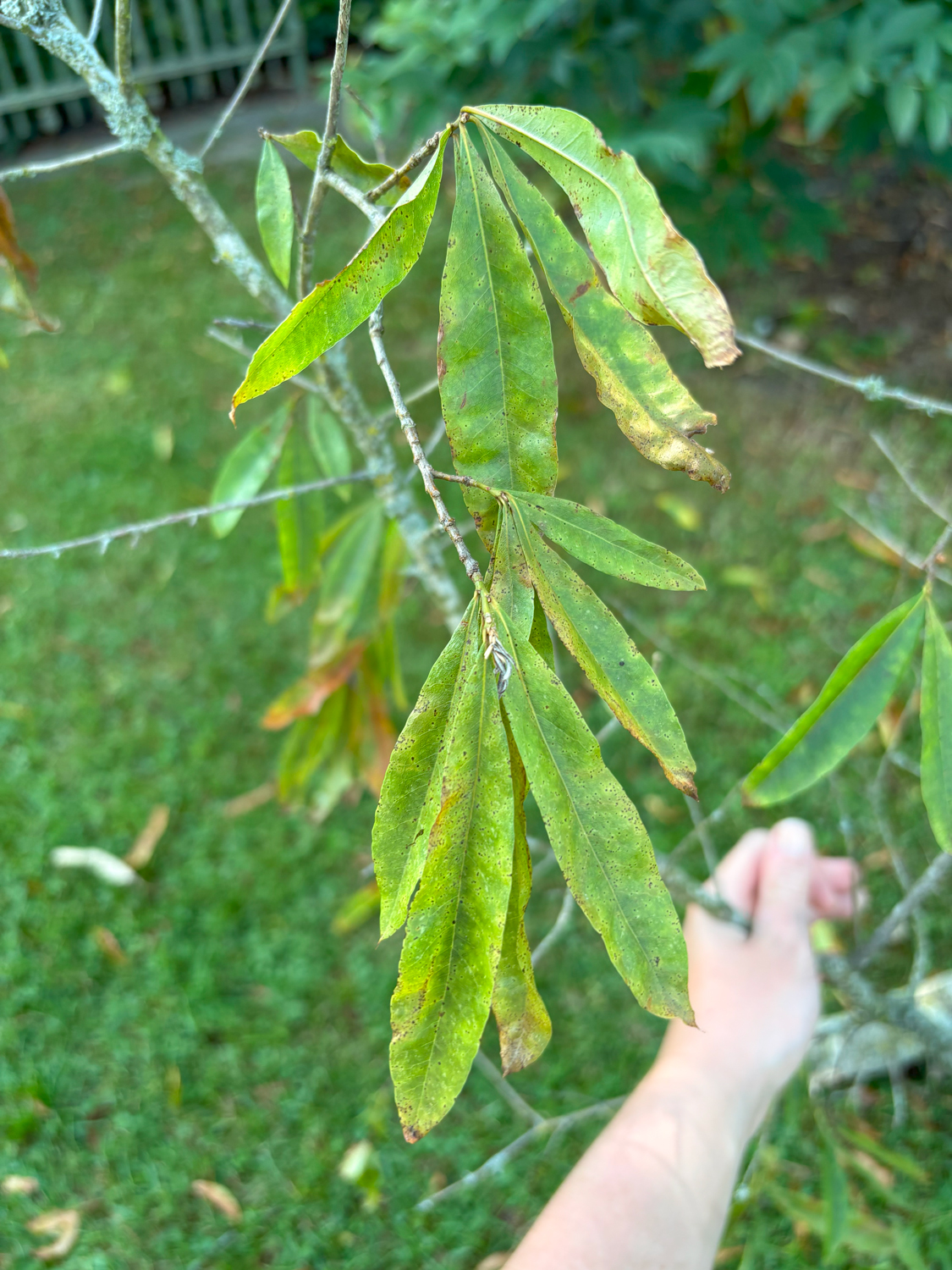 Quercus phellos - Kammlach, Höllberg 14 - Juni 2025