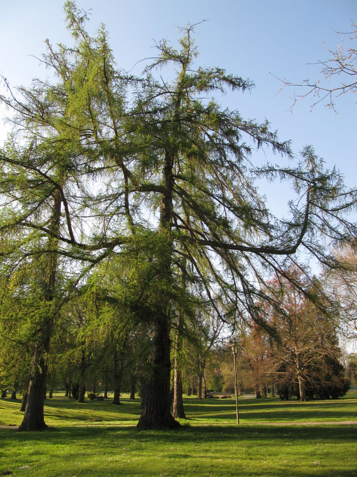 Larix decidua - Bad Eilsen - April 2022
