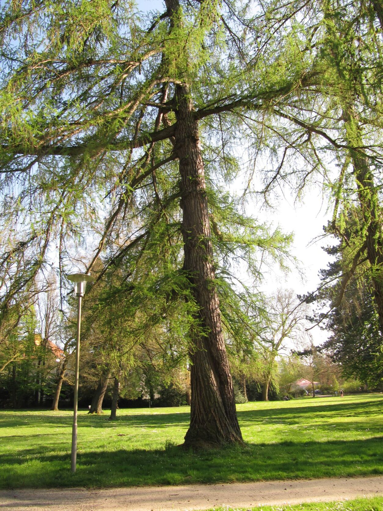 Larix decidua - Bad Eilsen - April 2022