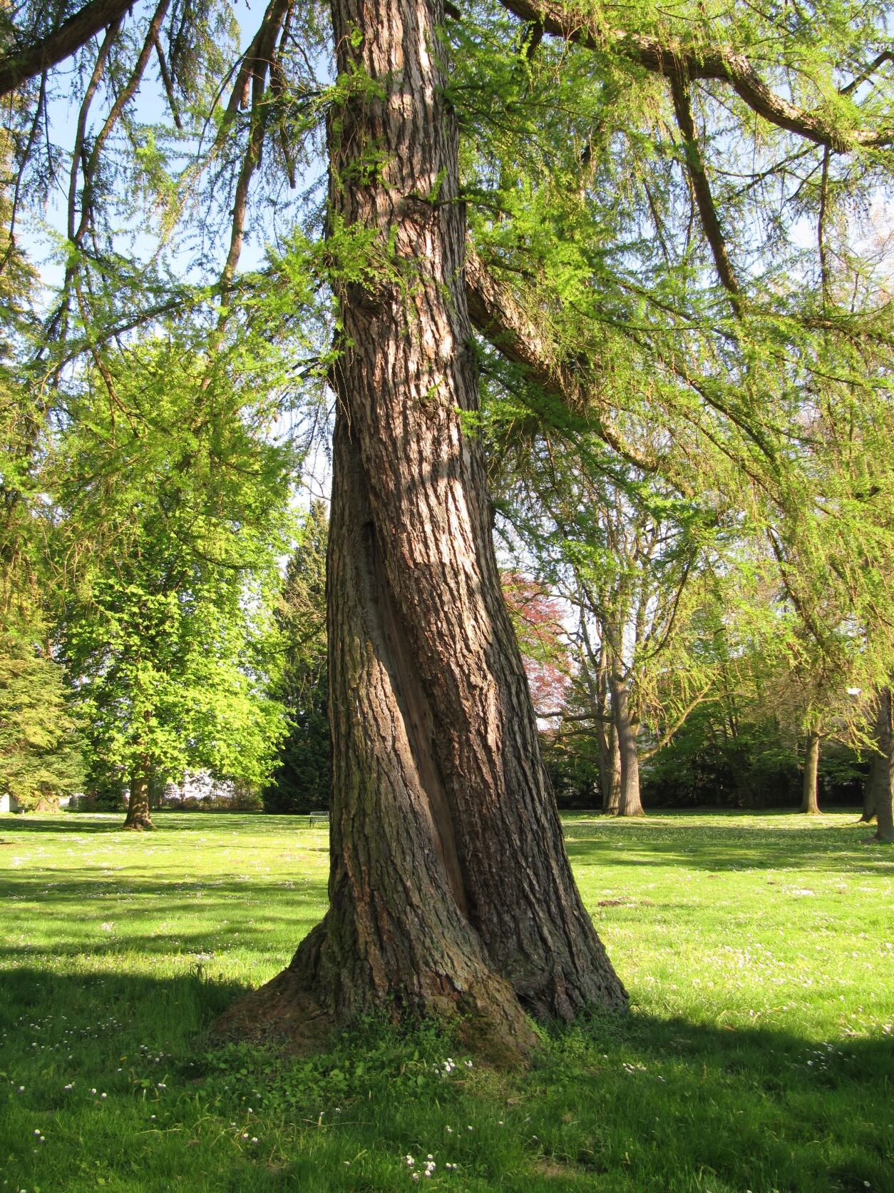 Larix decidua - Bad Eilsen - April 2022