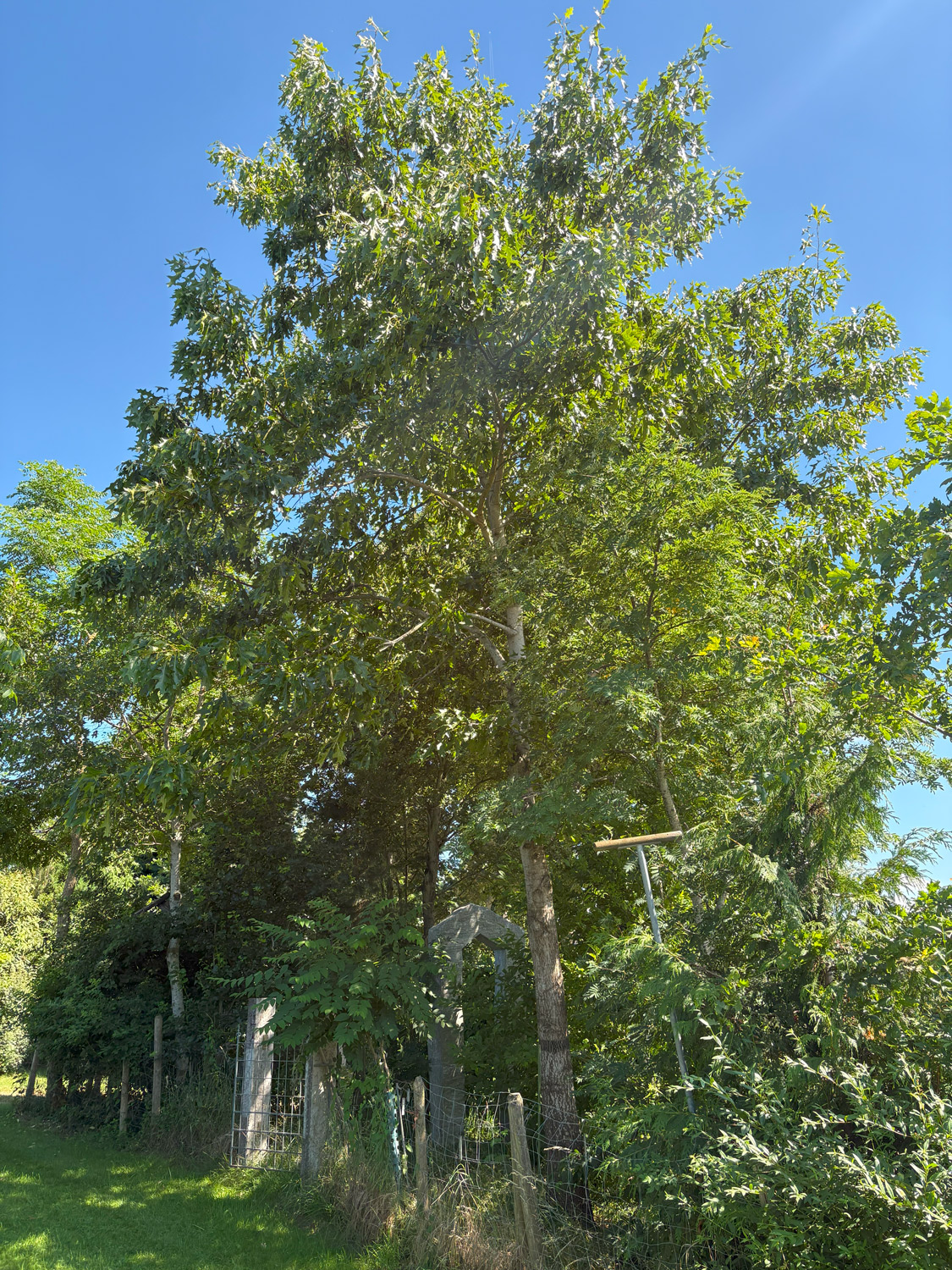 'Magnifica' Quercus velutina