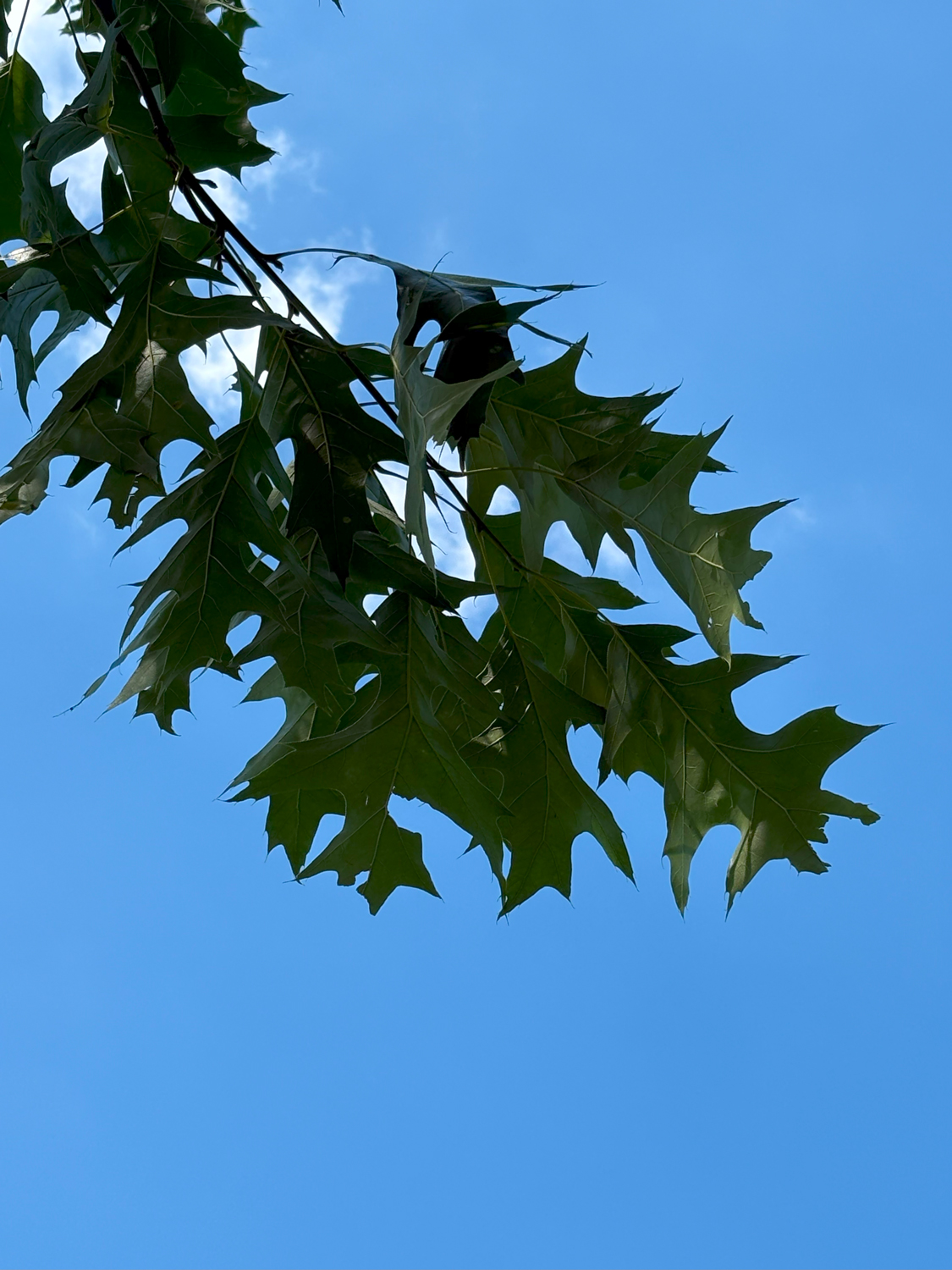 Quercus velutina 'Magnifica' - Kammlach, Höllberg 14 - Juni 2025