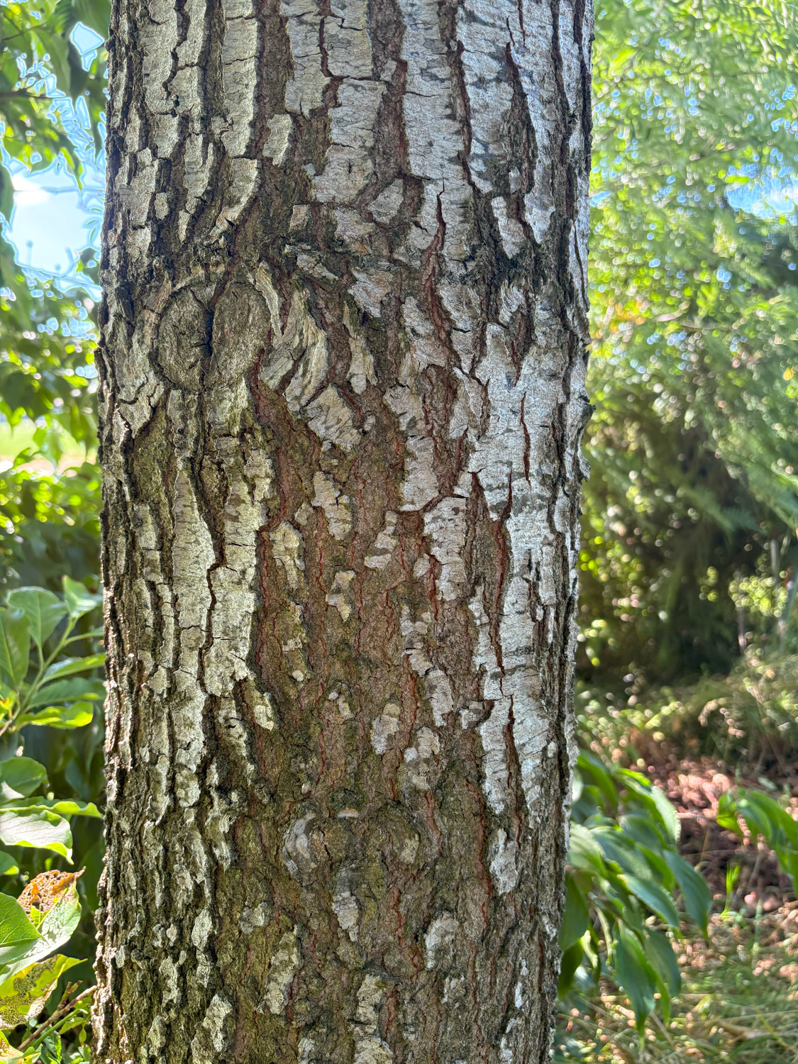 Quercus velutina 'Magnifica' - Kammlach, Höllberg 14 - Juni 2025