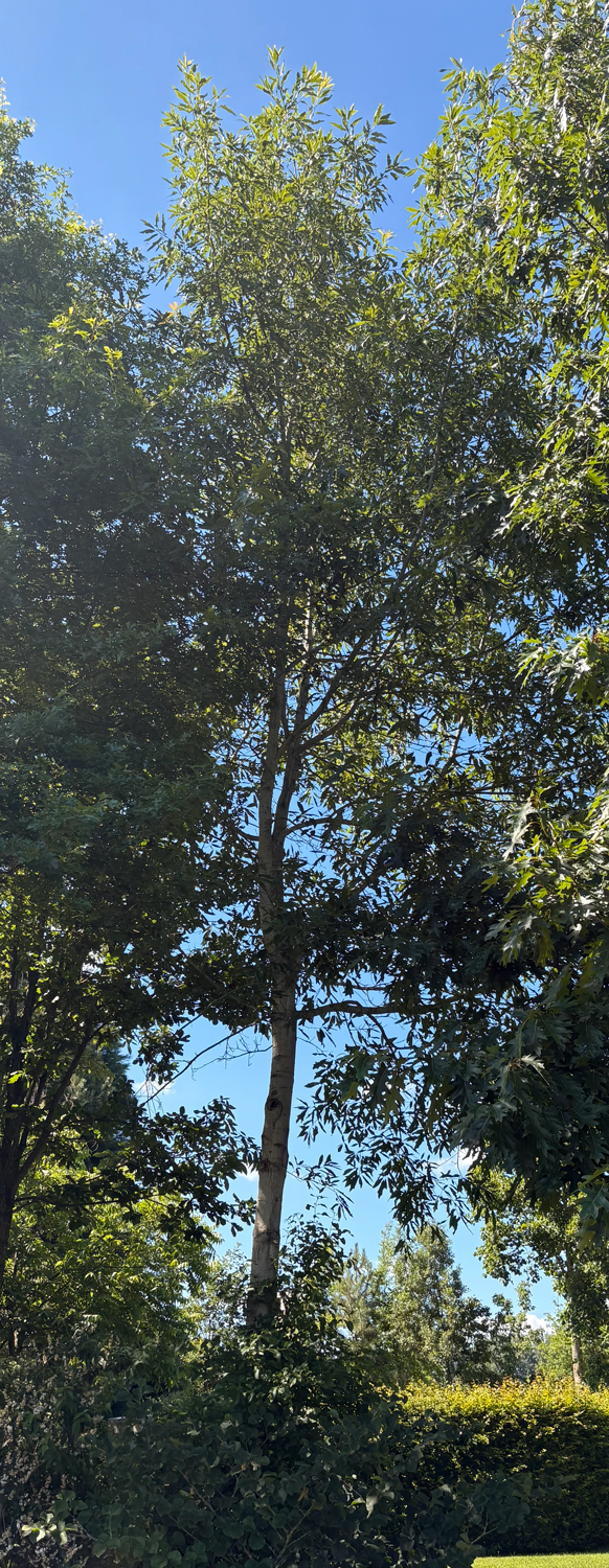 × filialis Quercus