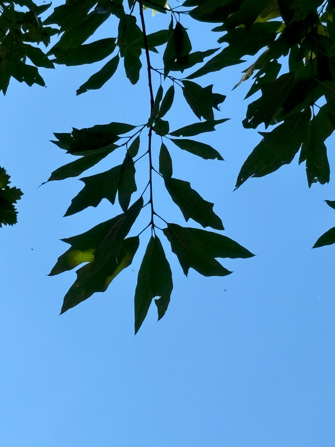 Quercus × filialis - Kammlach, Höllberg 14 - Juni 2025
