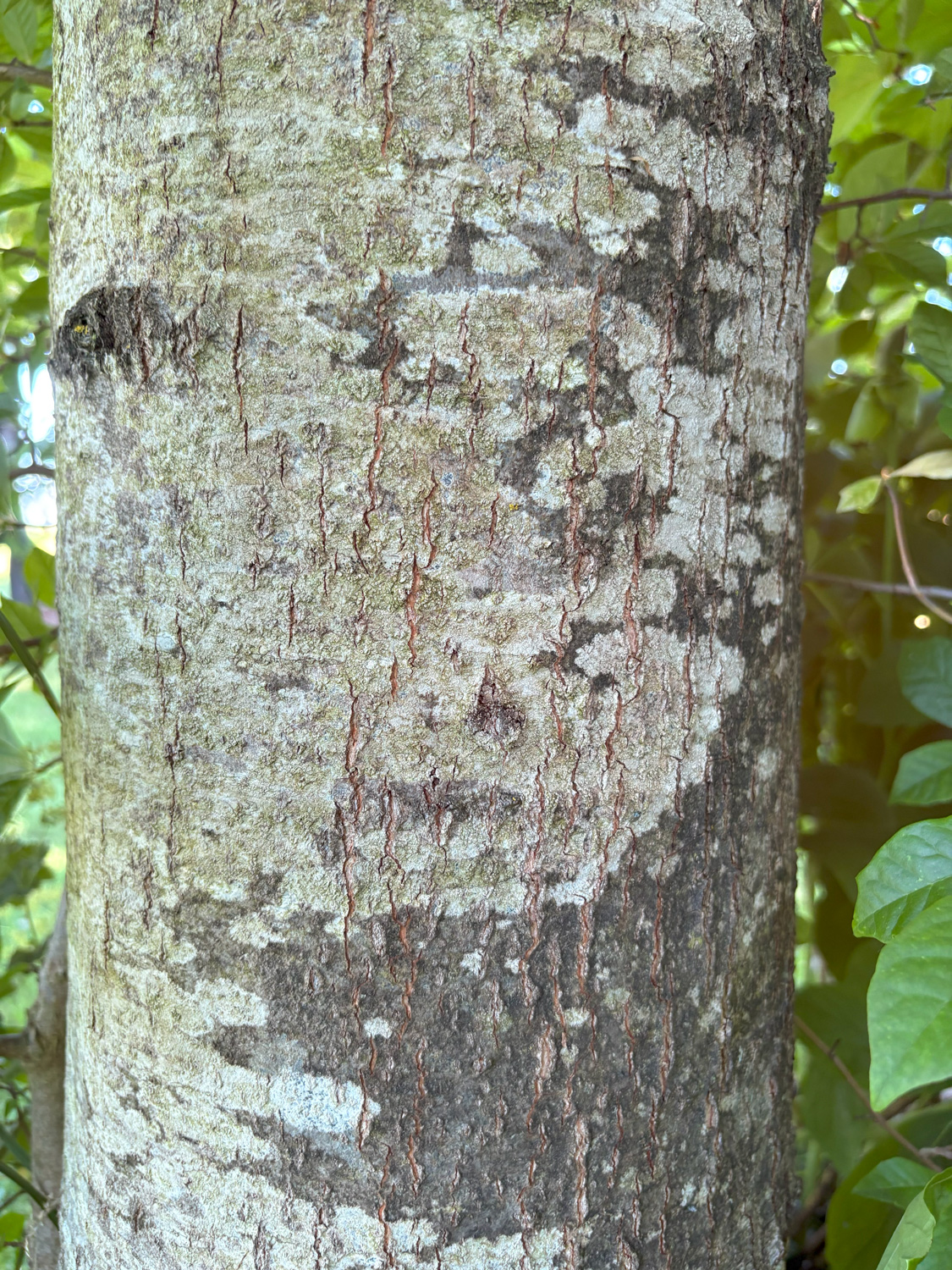 Quercus × filialis - Kammlach, Höllberg 14 - Juni 2025