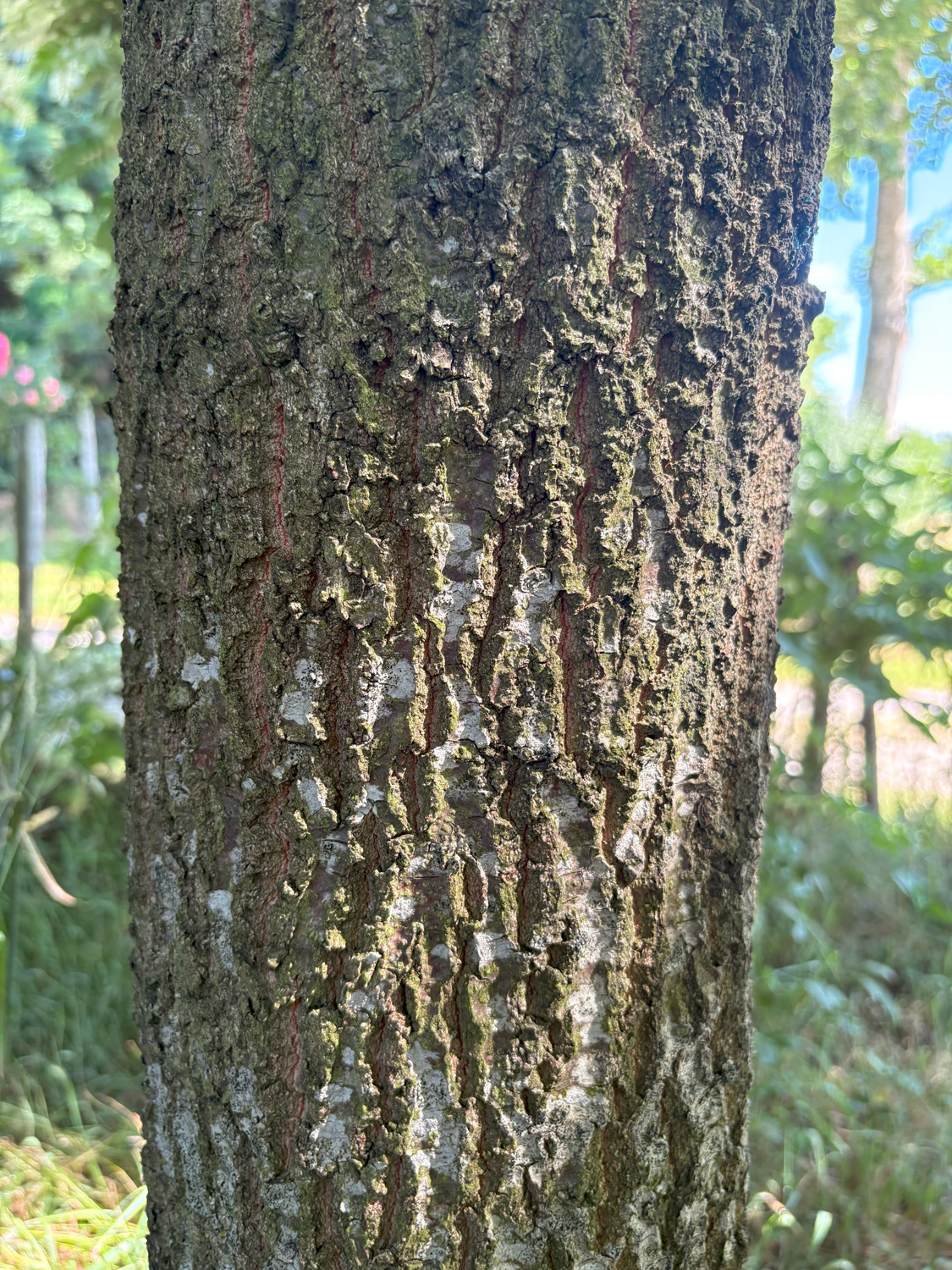 Quercus × creanata 'Lucombeana' - Kammlach, Höllberg 14 - Juni 2025
