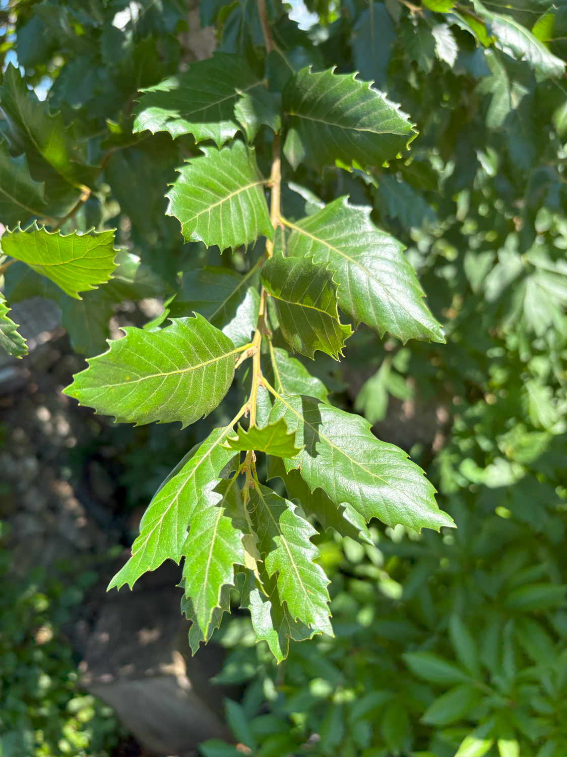 Quercus × creanata 'Wageningen' - Kammlach, Höllberg 14 - Juni 2025