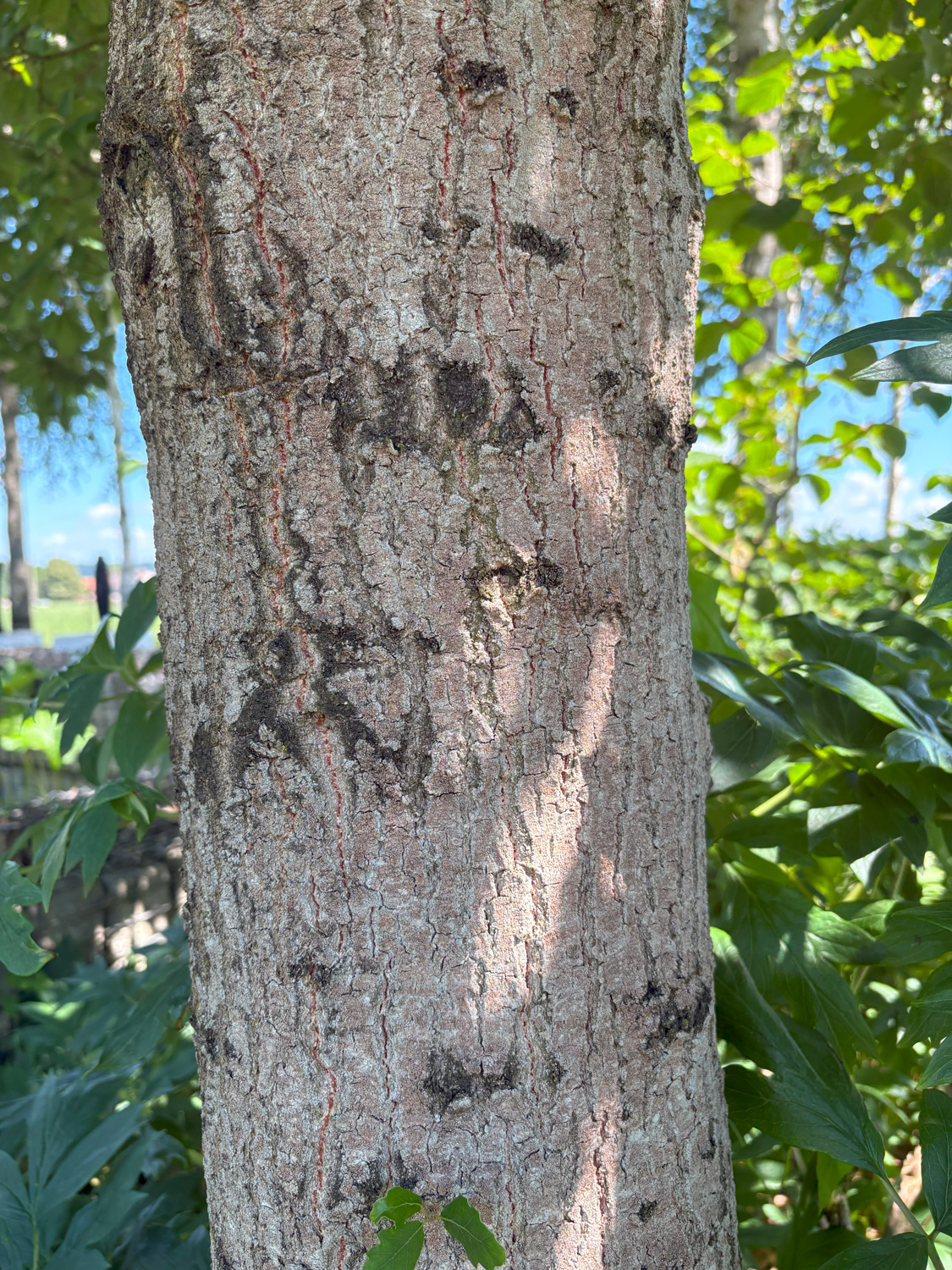 Quercus × creanata 'Wageningen' - Kammlach, Höllberg 14 - Juni 2025