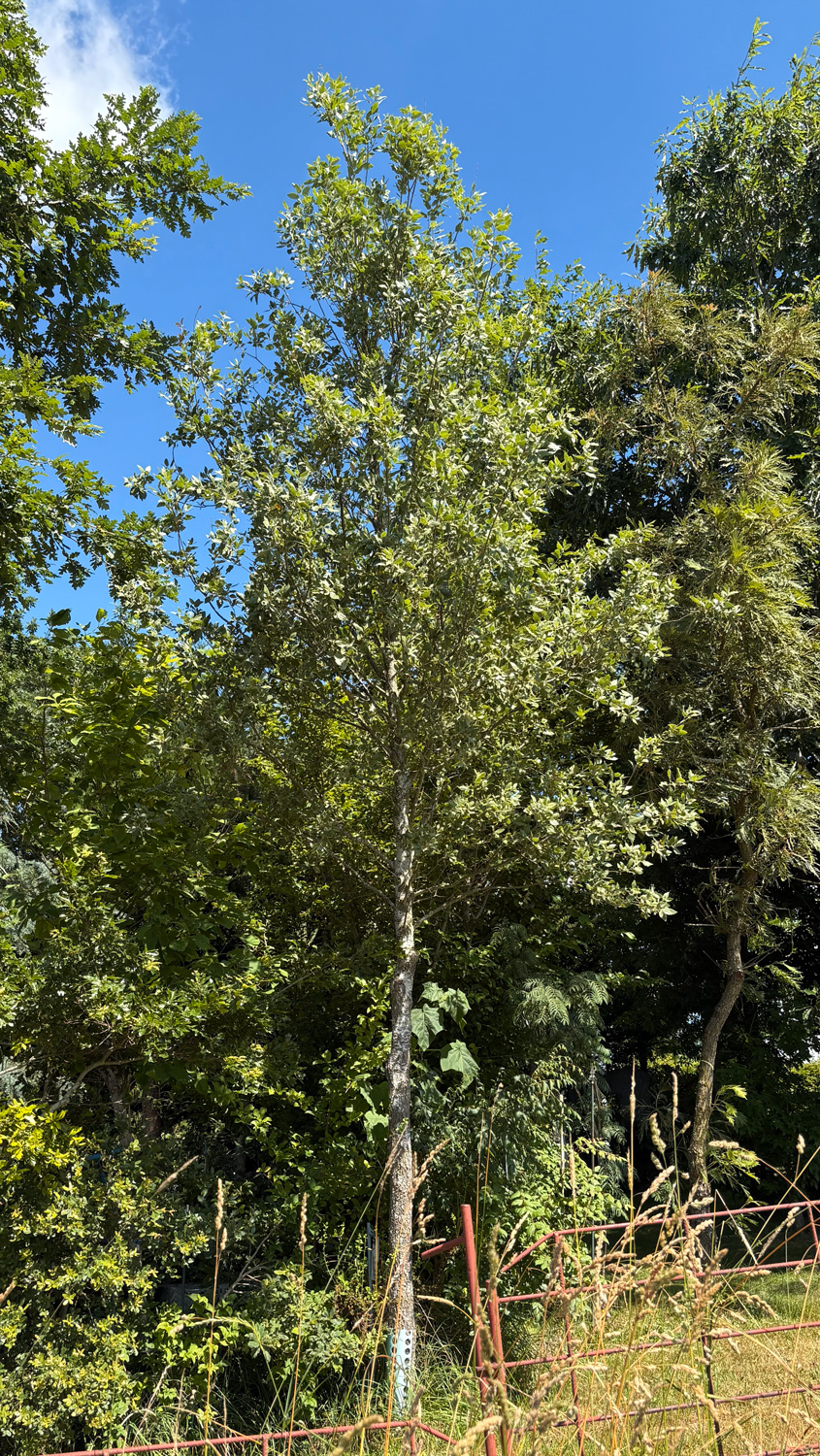 brantii Quercus