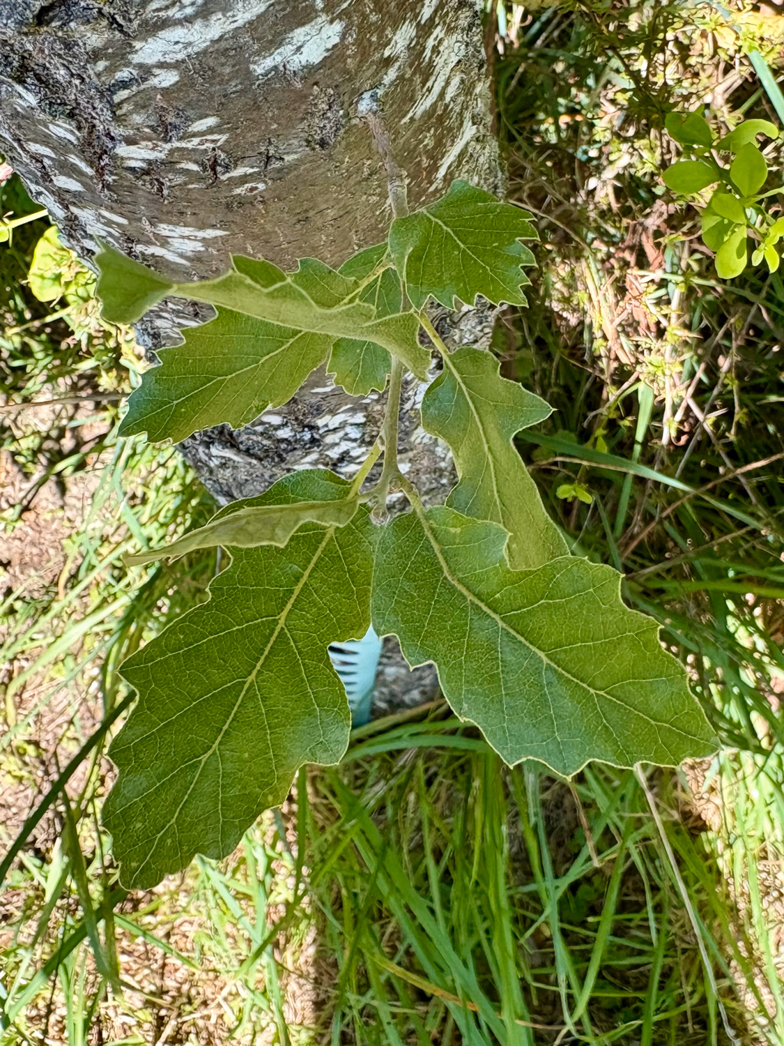 Quercus brantii - Kammlach, Höllberg 14 - Juni 2025