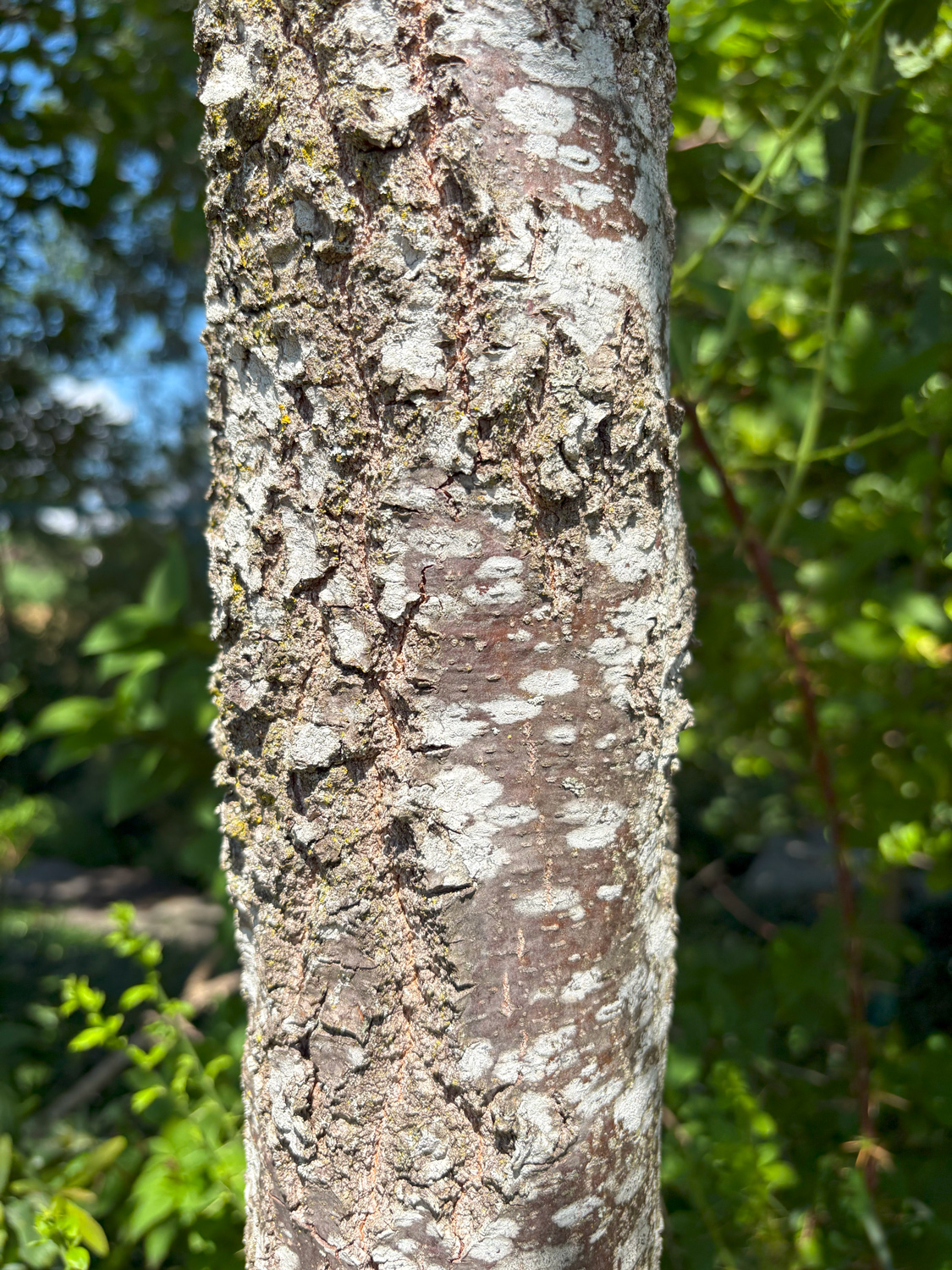 Quercus brantii - Kammlach, Höllberg 14 - Juni 2025