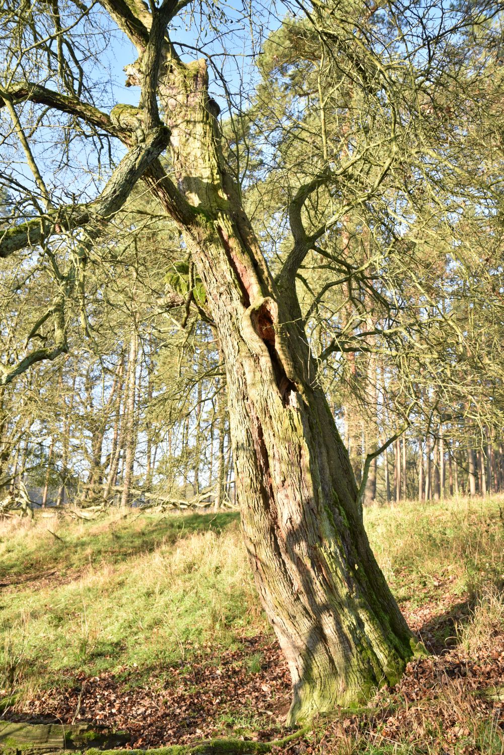 Eingriffeliger Weißdorn - Liebenberg - 2019