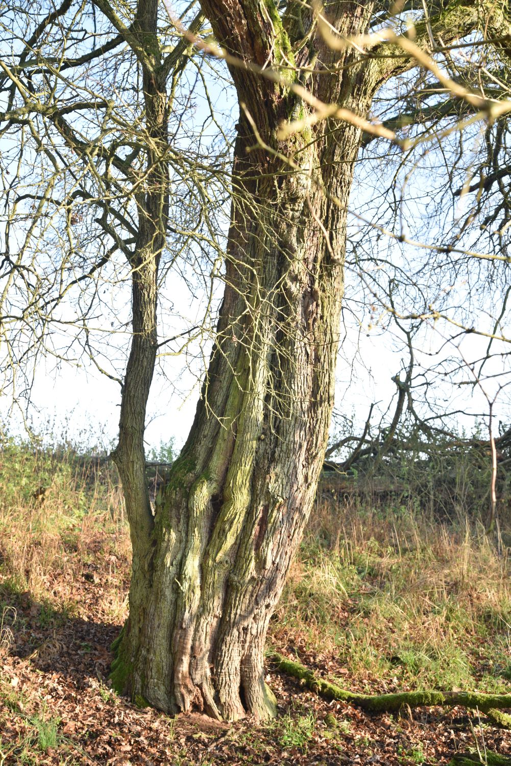 Eingriffeliger Weißdorn - Liebenberg - 2019