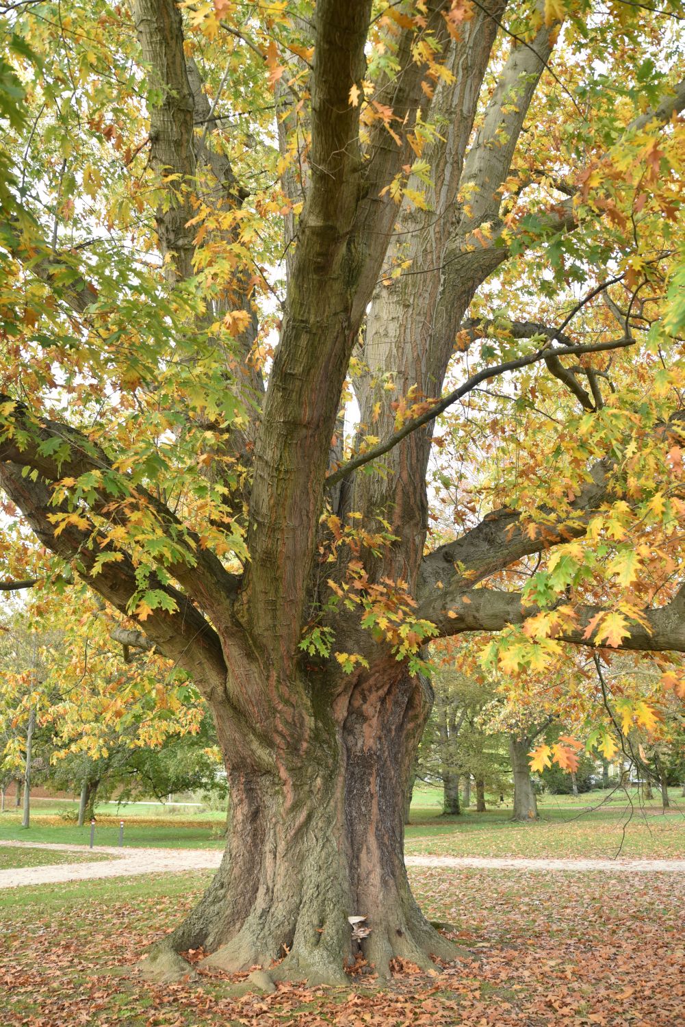 Quercus rubra