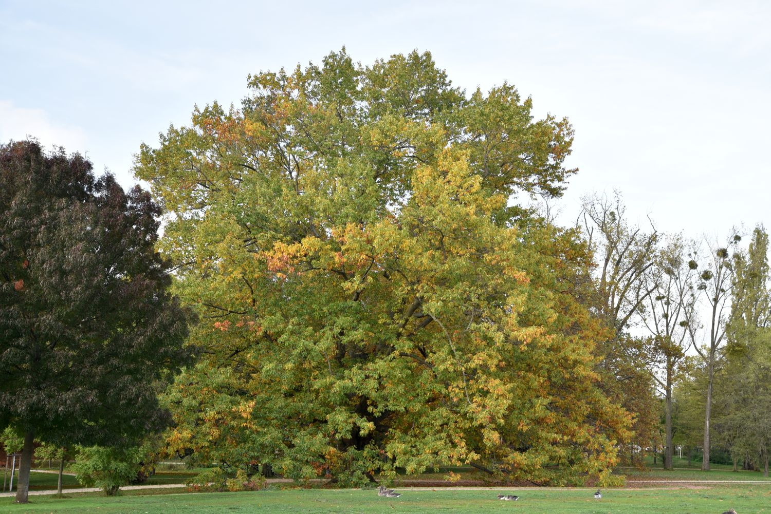 Rot-Eiche - Frankfurt, Ostpark - Oktober 2019