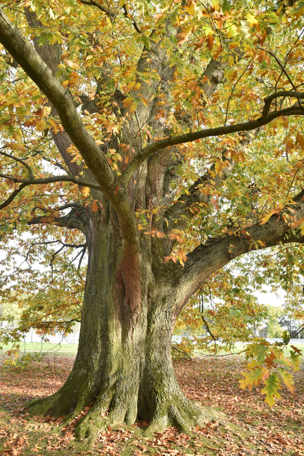 Rot-Eiche - Frankfurt, Ostpark - Oktober 2019