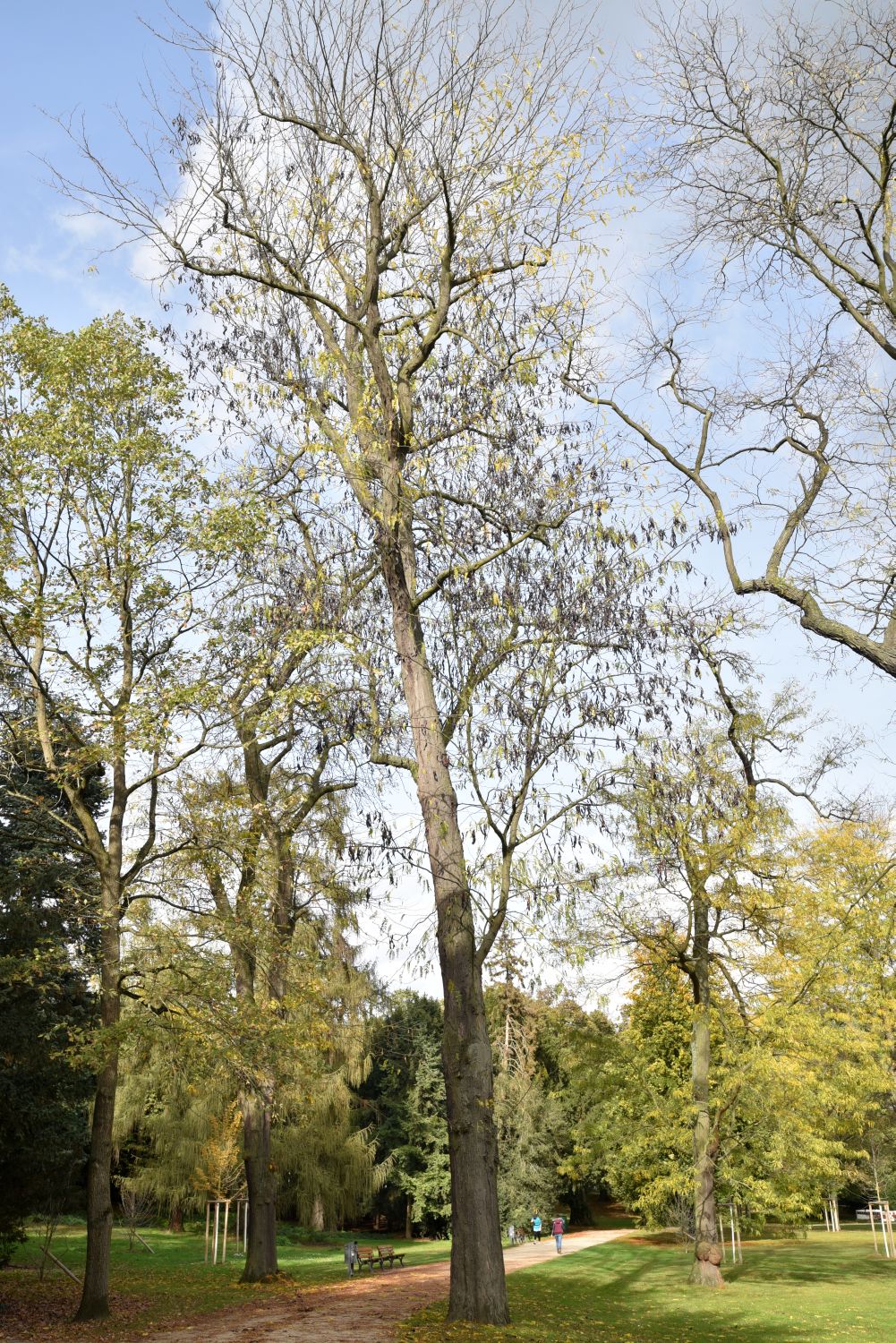 Gleditsia triacanthos