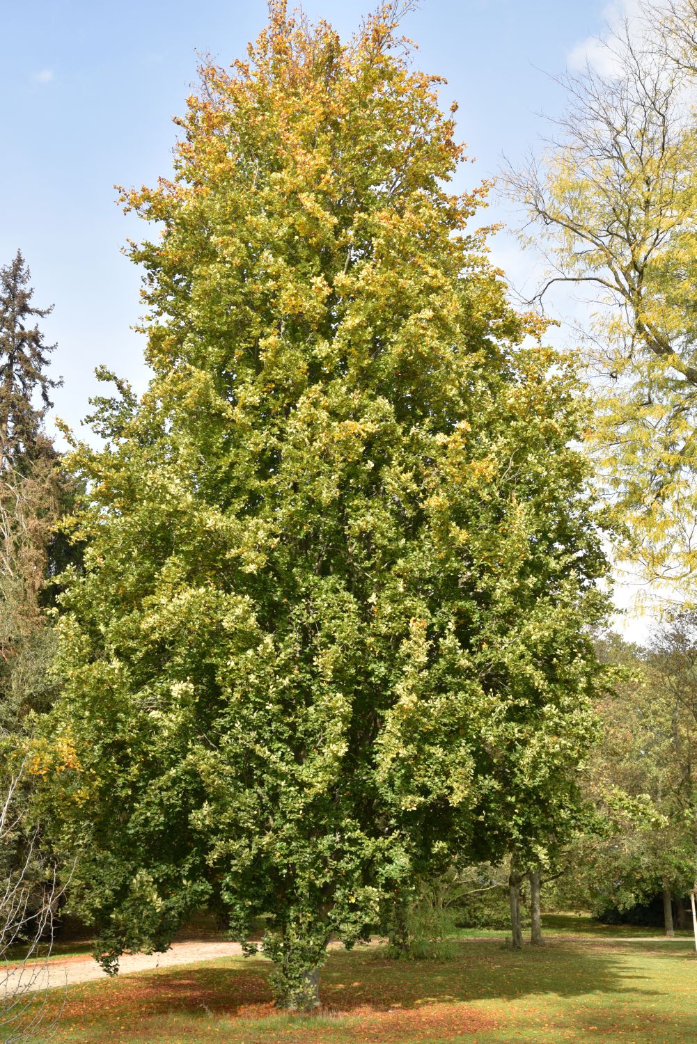 'Dawyck' Fagus sylvatica