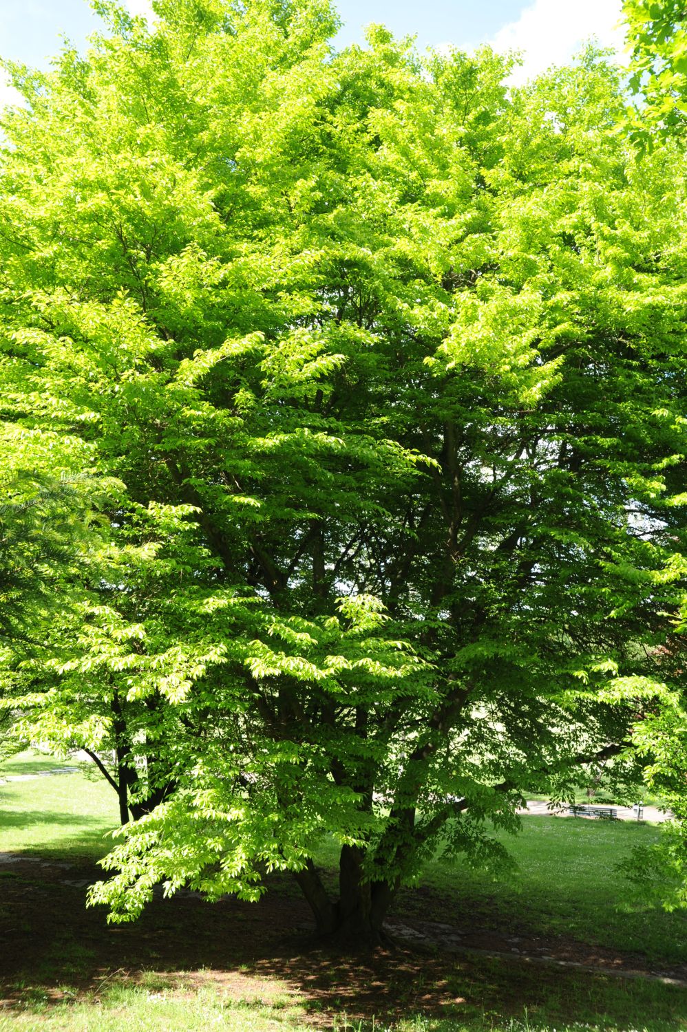 'Quercina' Fagus sylvatica