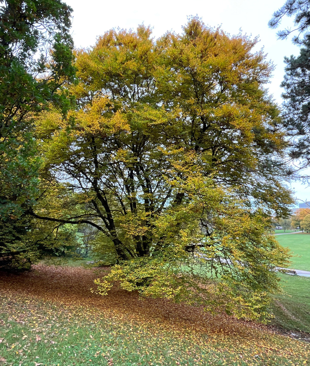 Fagus sylvatica 'Quercina' - Nürnberg-Luitpoldhain - Oktober 2024