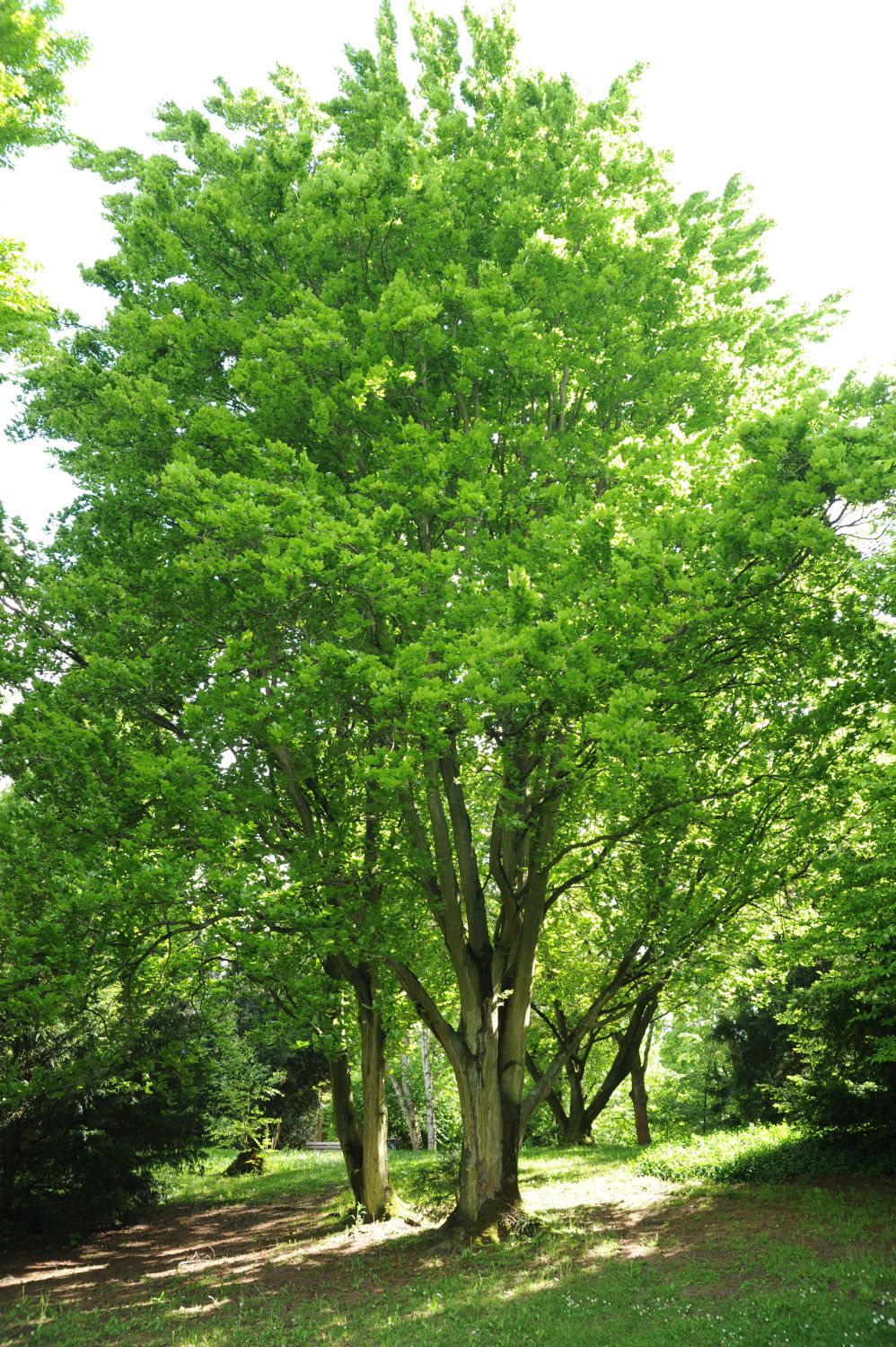 'Dawyck' Fagus sylvatica
