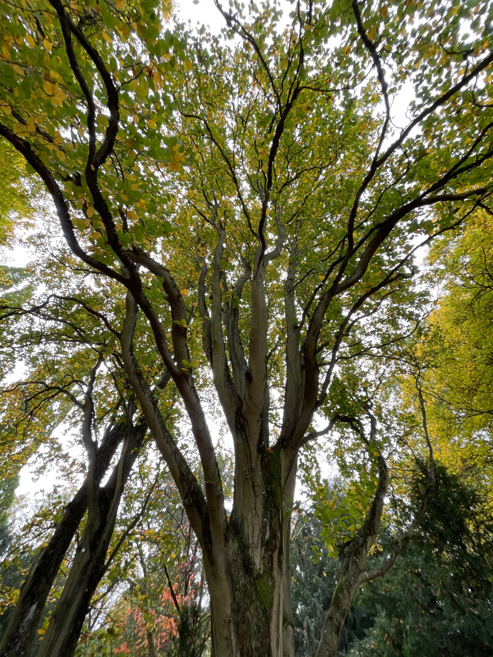 Säulen-Rot-Buche - Nürnberg, Dutzendteich - Okt. 2024