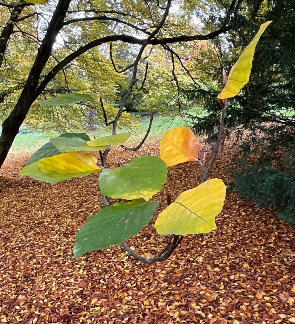 Säulen-Rot-Buche - Nürnberg, Dutzendteich - Okt. 2024