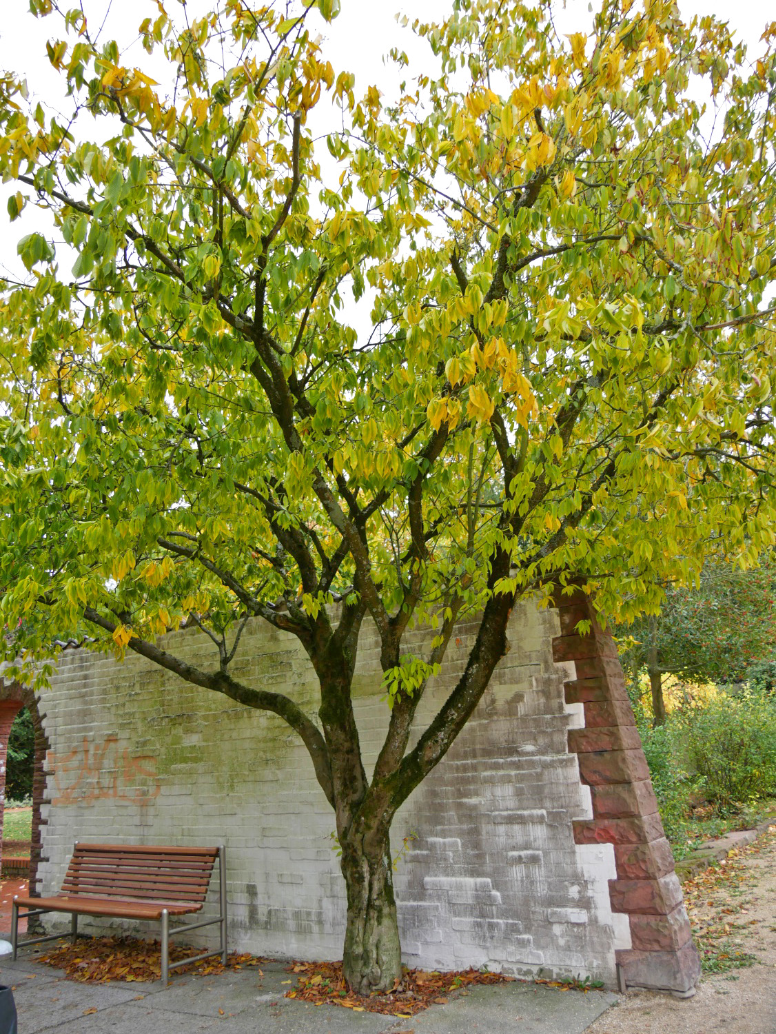 Acer carpinifolium - Nürnberg-Maxfeld - Herbst 2021