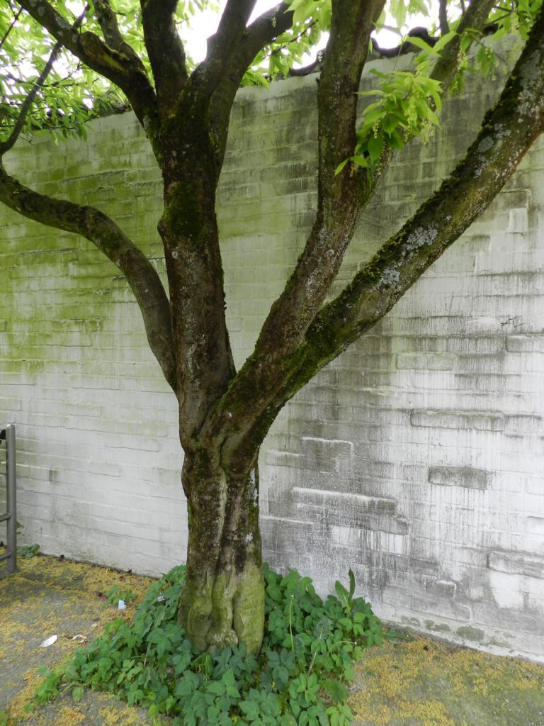 Acer carpinifolium