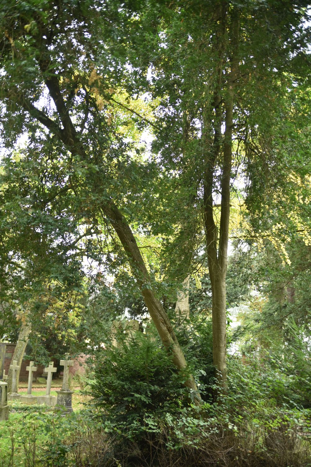 Buxus sempervirens