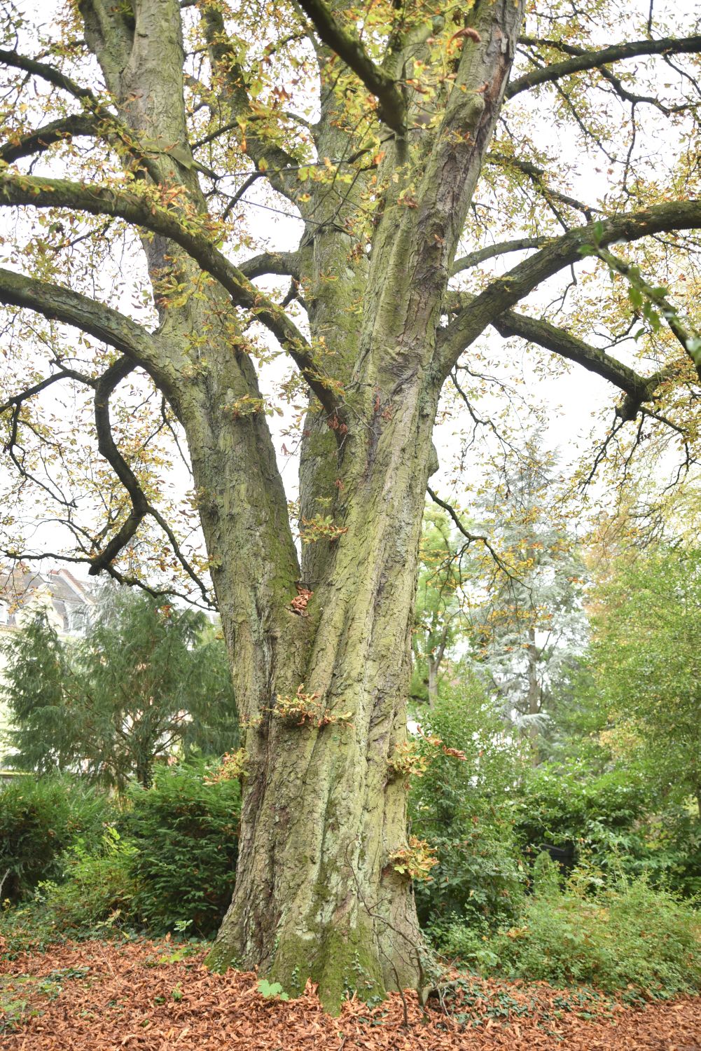 Aesculus hippocastanum