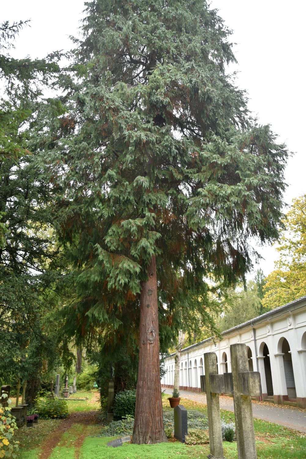 Chamaecyparis lawsoniana