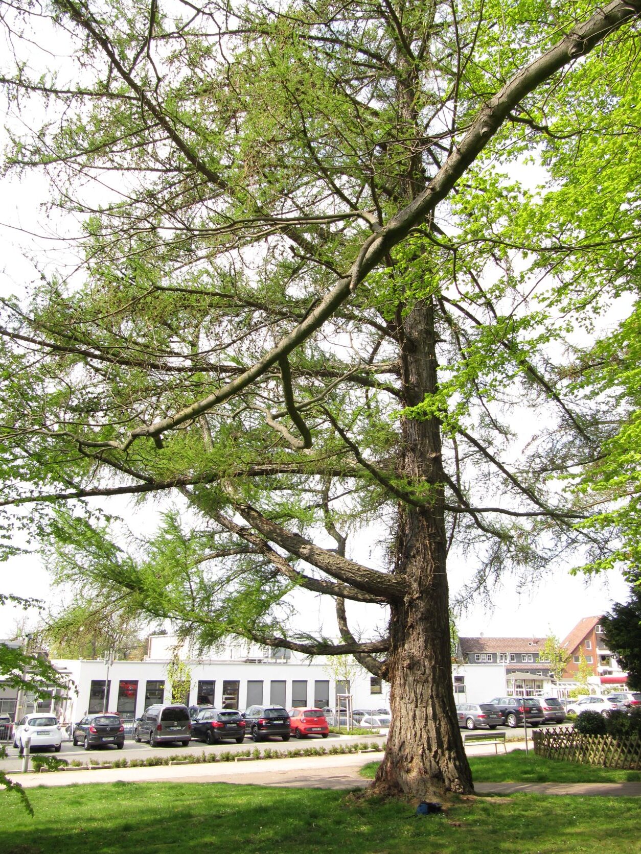 decidua Larix