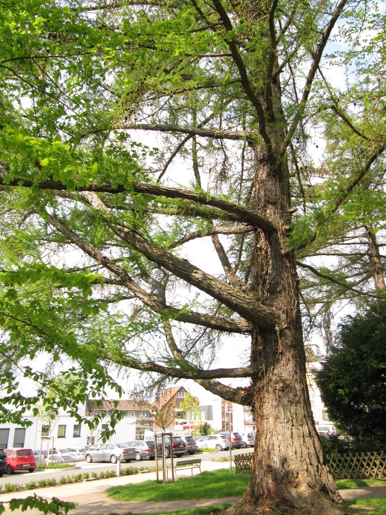 Larix decidua - Bad Nenndorf - April 2022