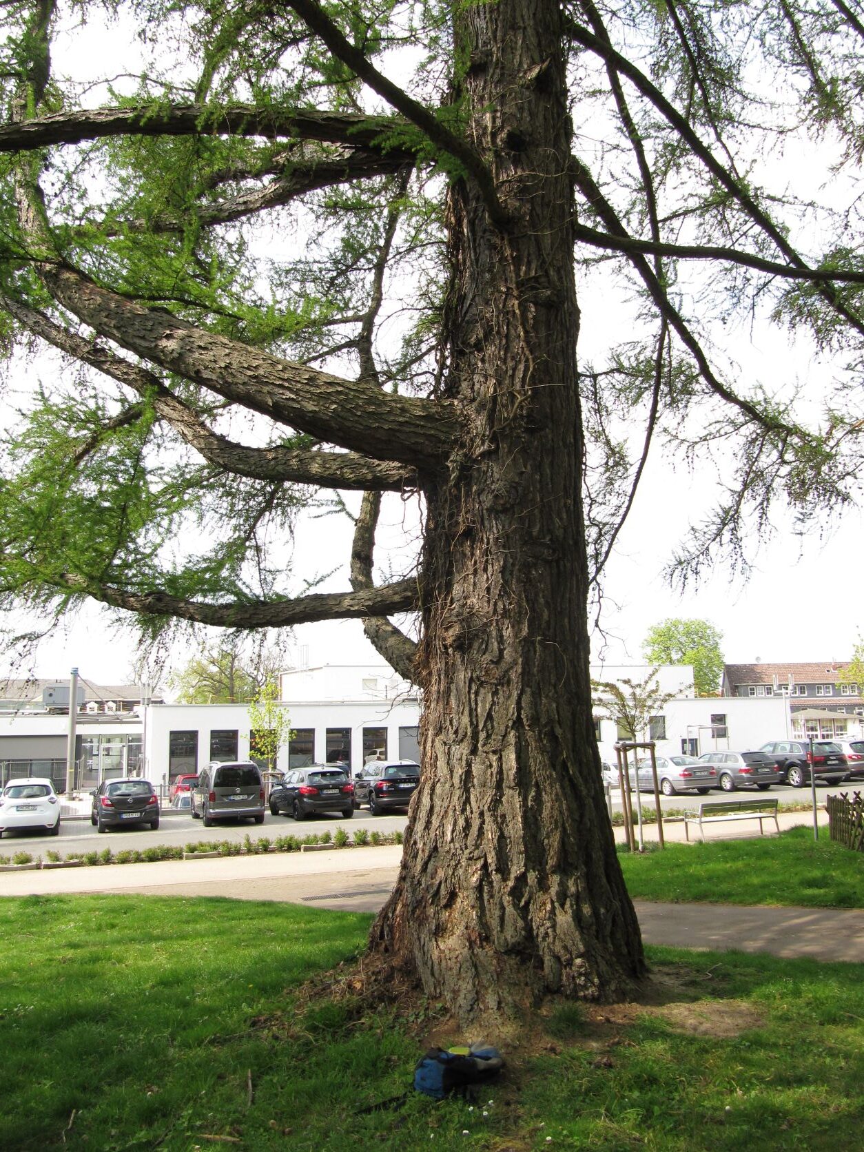 Larix decidua - Bad Nenndorf - April 2022