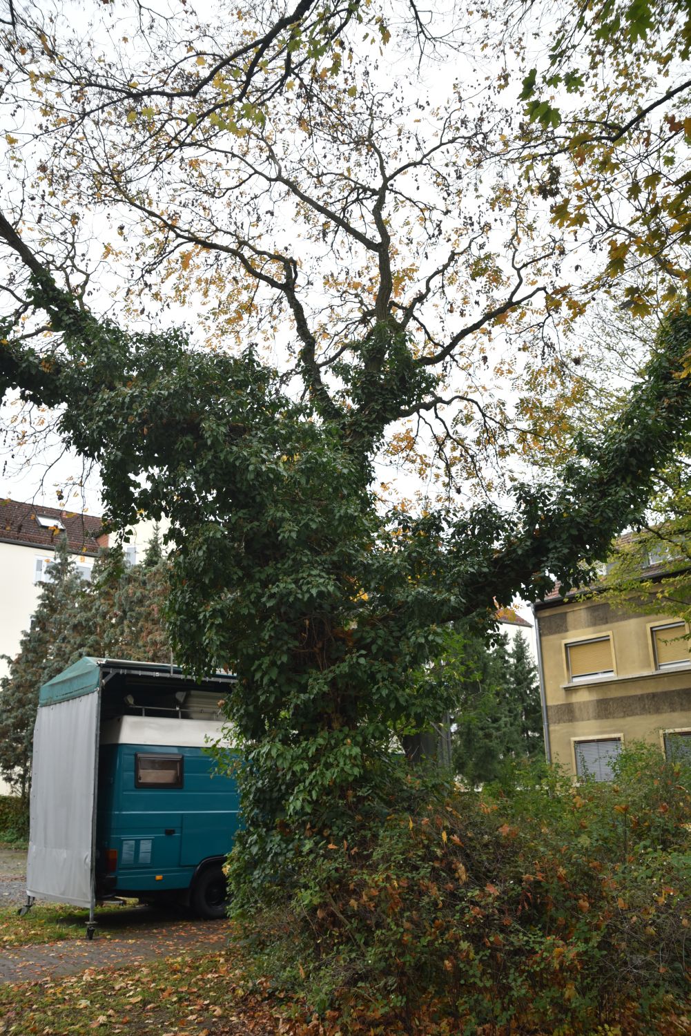 Blasenbaum- Frankfurt - Herbst 2019