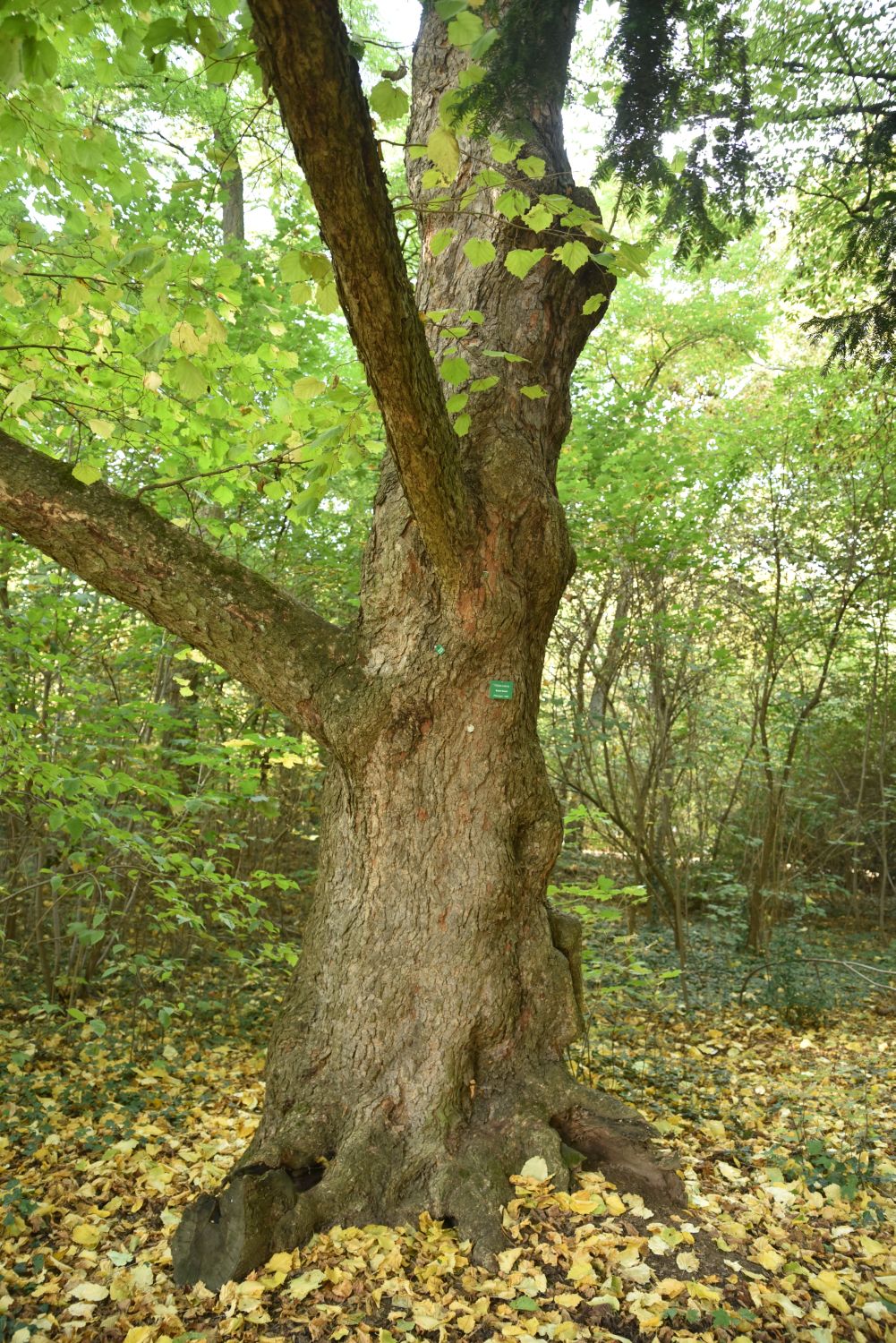 colurna Corylus