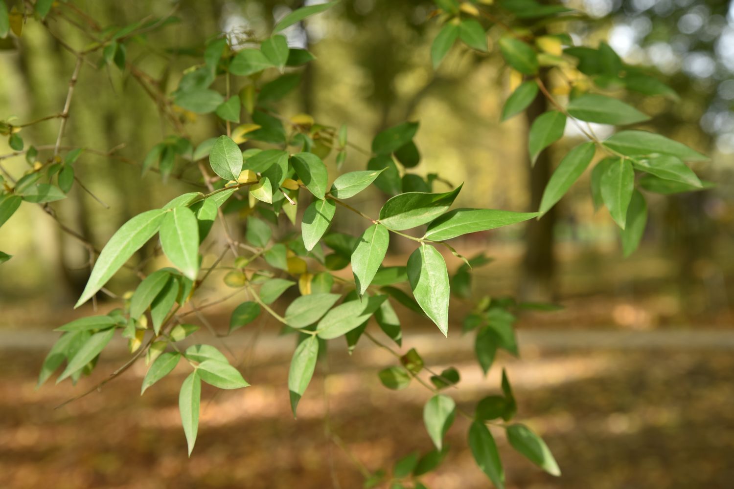 Chinesische Fontanesie - Frankfurt, Grüneburgpark - Herbst 2019