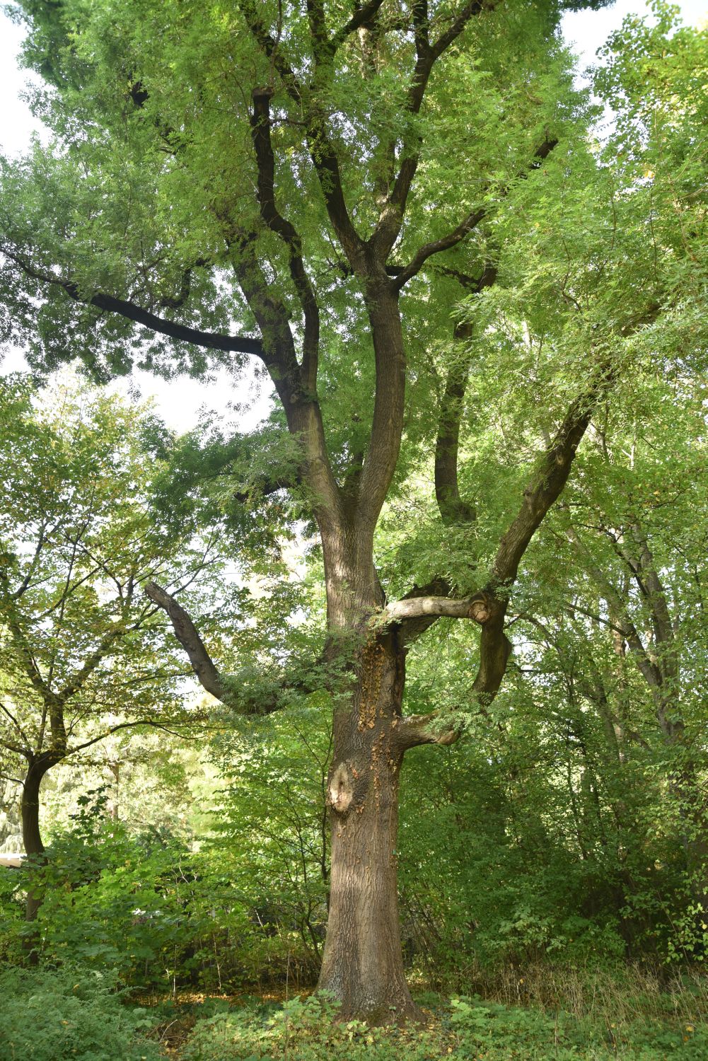angustifolia Fraxinus