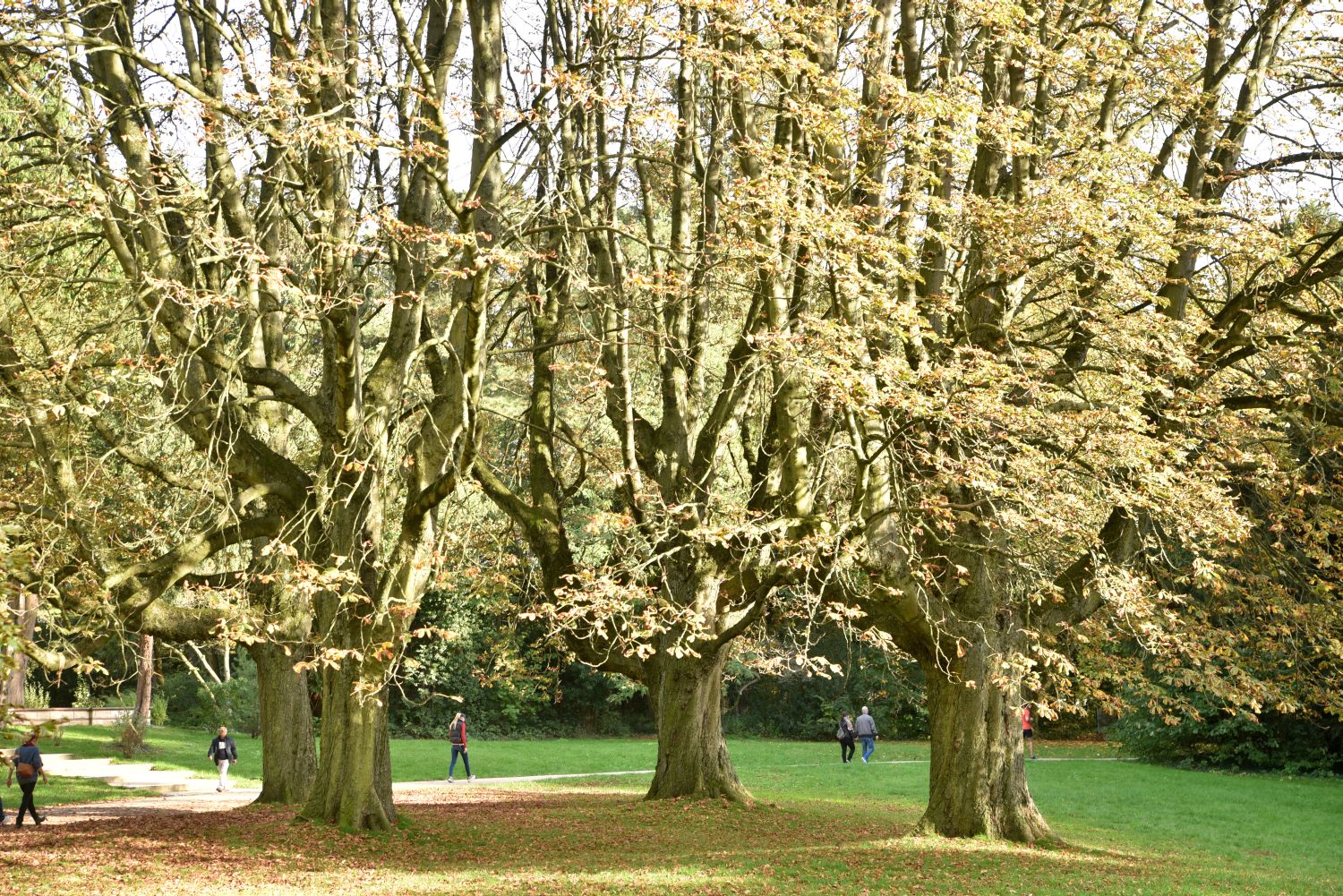 'Baumannii' Aesculus hippocastanum
