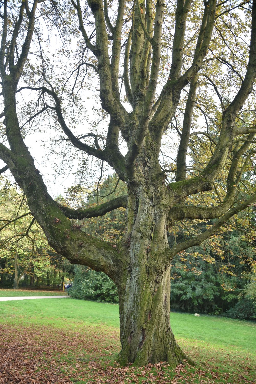 Gefülltblühende Rosskastanie - Frankfurt, Grüneburgpark - Herbst 2019
