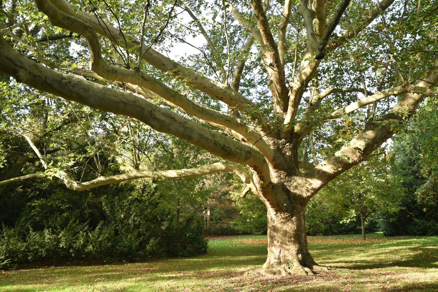 orientalis Platanus