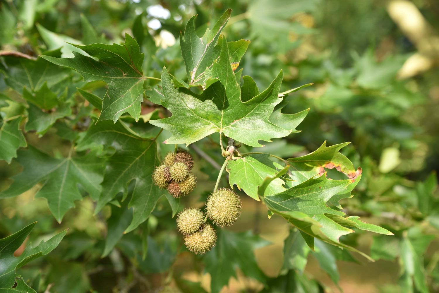 Orientalische Platane - Frankfurt, Grüneburgpark - Herbst 2019
