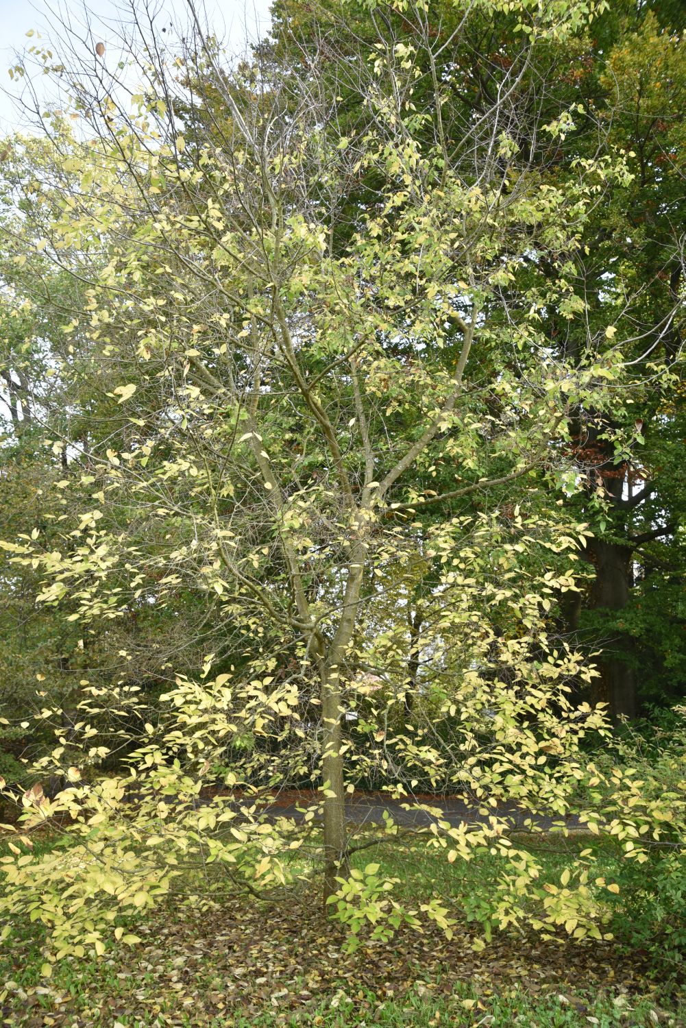 Celtis jessoensis